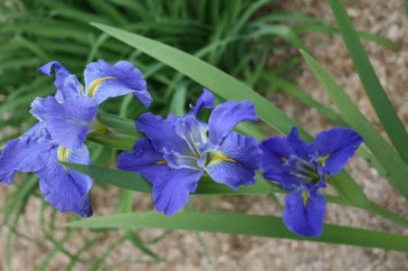 Louisiana iris Image
